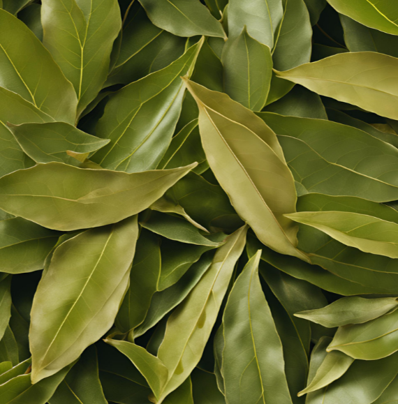 BAY LEAF