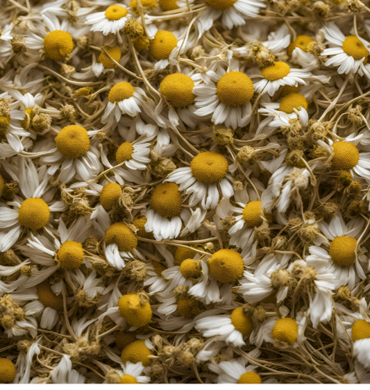 CHAMOMILE WHOLE