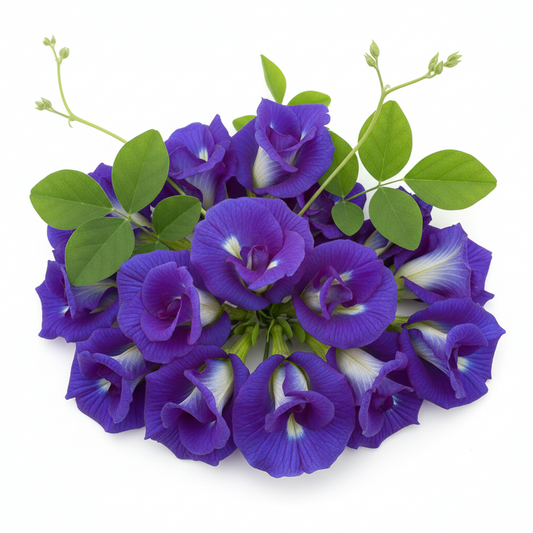 BUTTERFLY PEA FLOWER